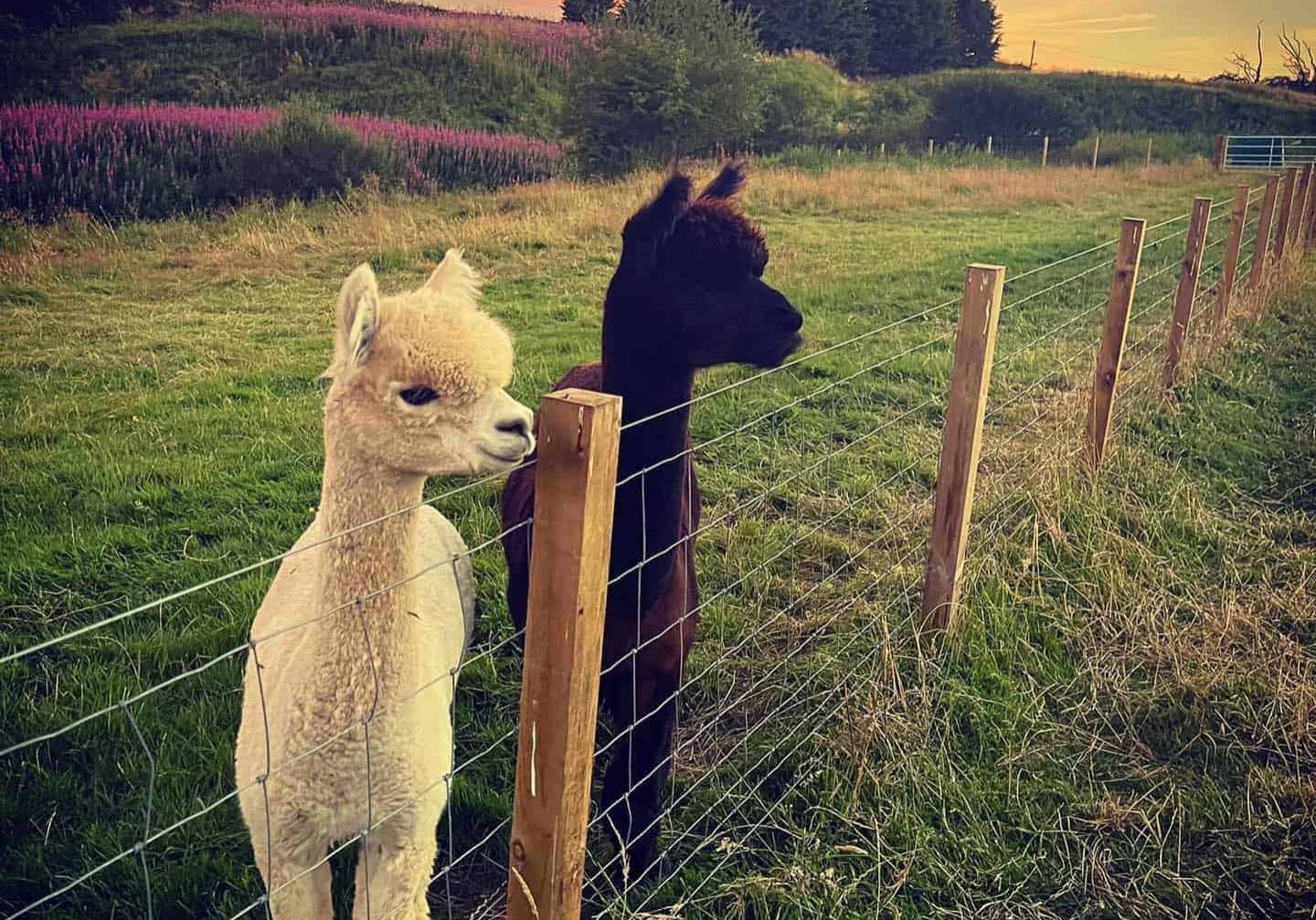 stormcloud-alpacas-looking-over-fence