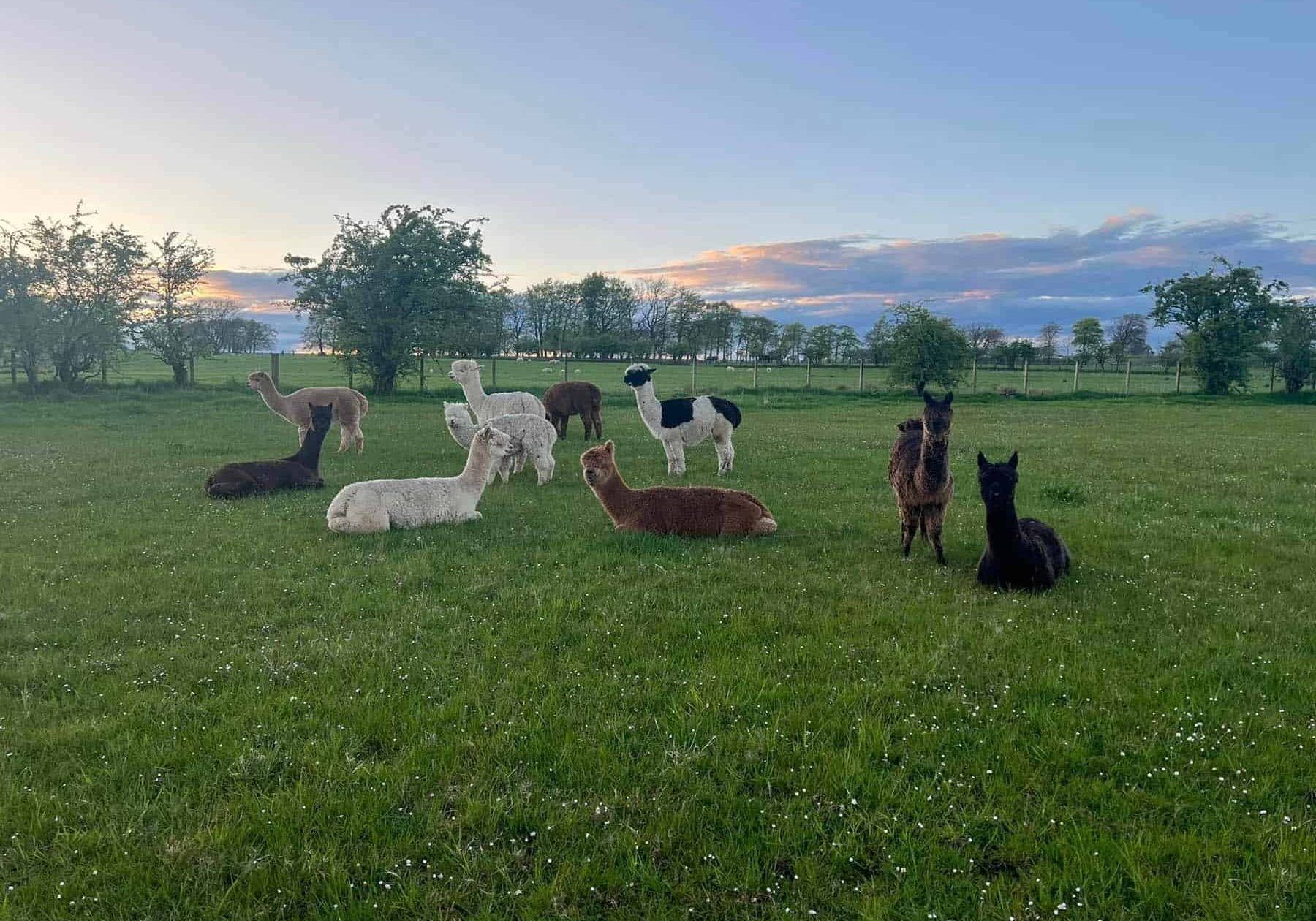 stormcloud-alpacas-relaxing-together